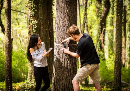 Two students get data from a trail camera attached to a tree